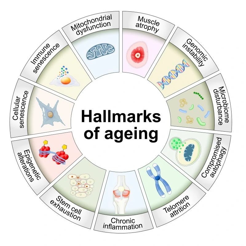The 12 hallmarks of aging